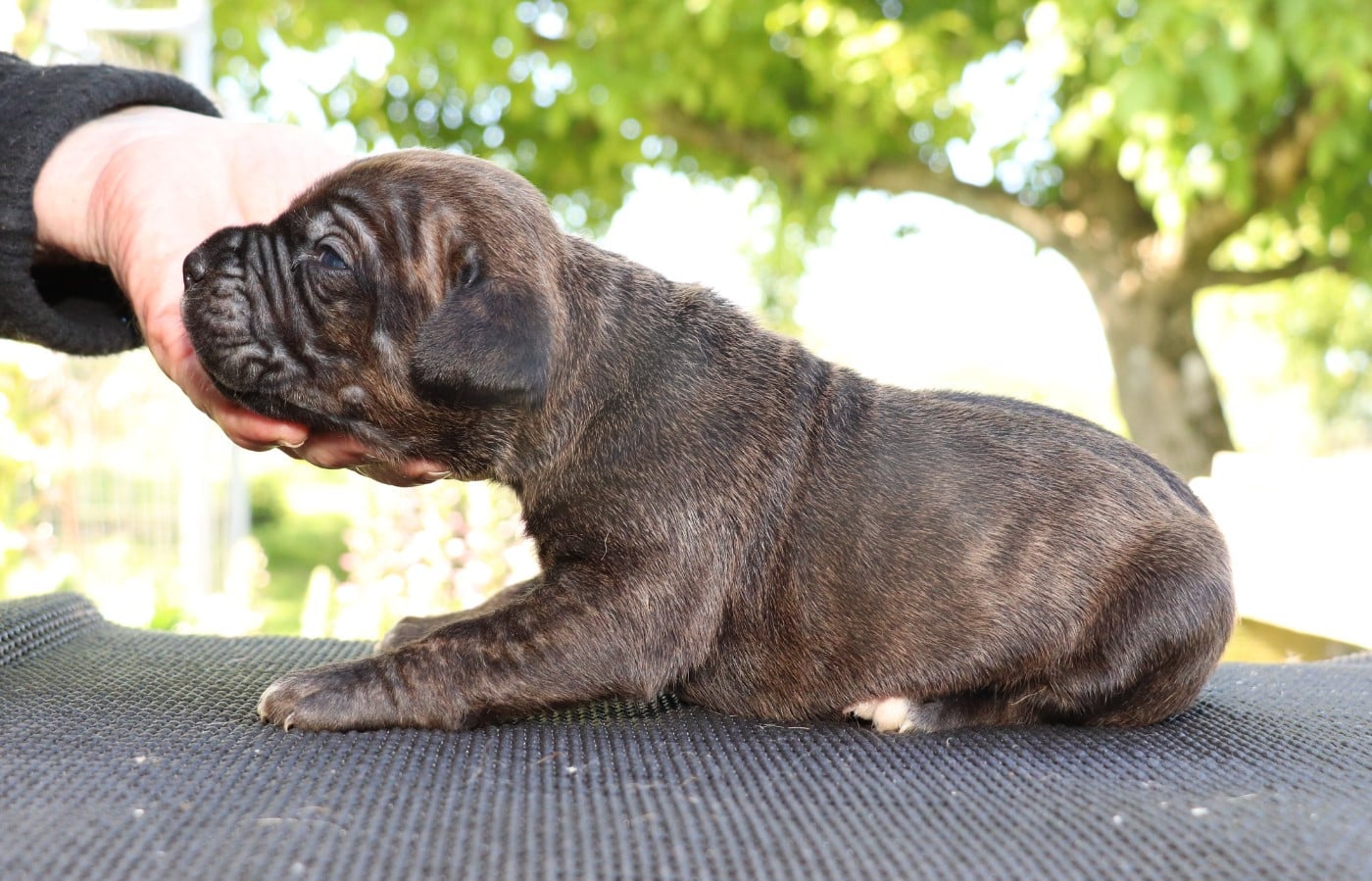 Chiot N°3