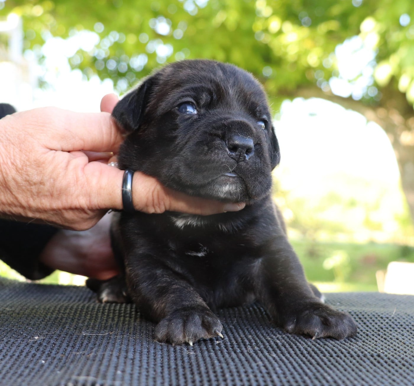 Chiot N°4