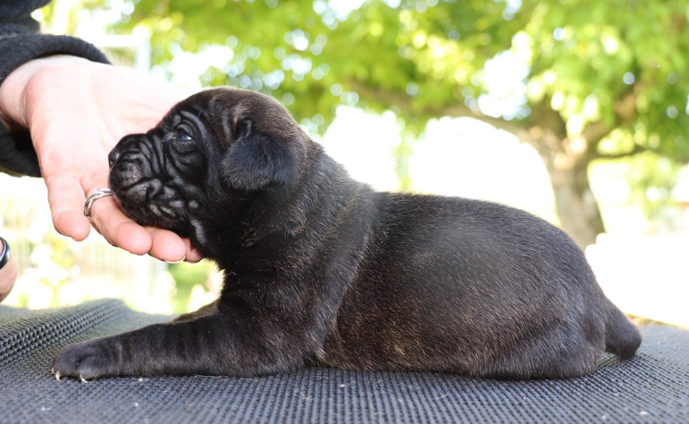 Chiot N°4