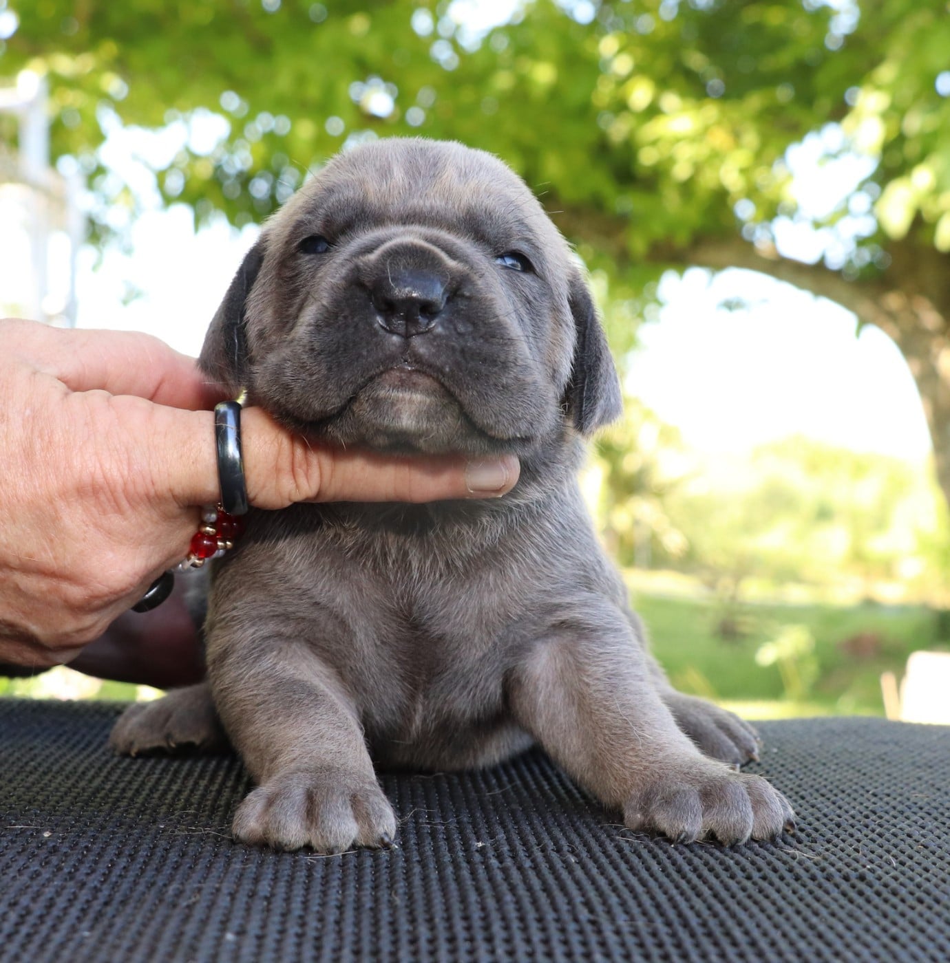 Chiot N°5