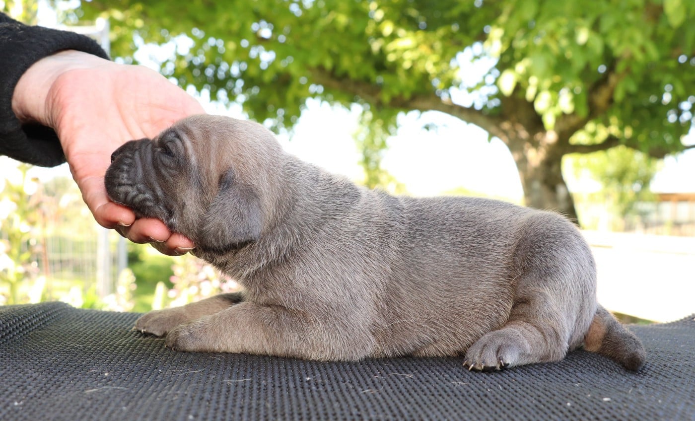 Chiot N°5
