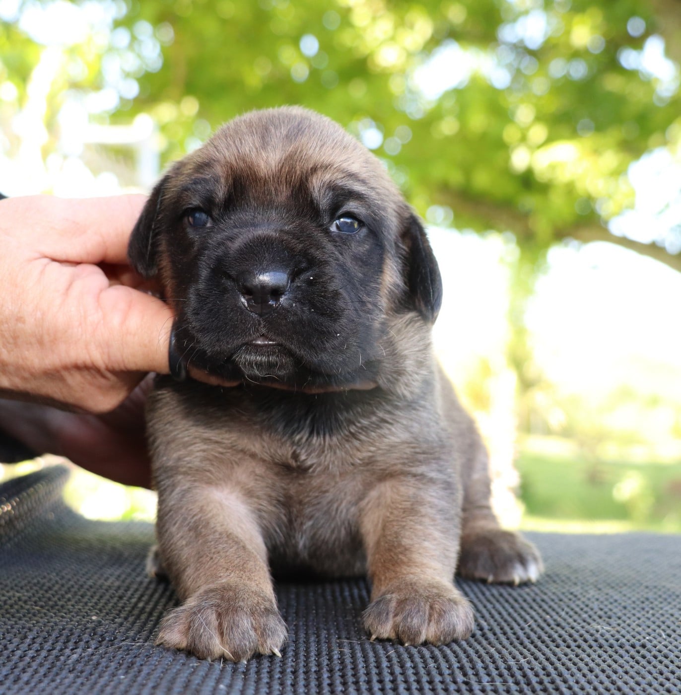 Chiot N°6