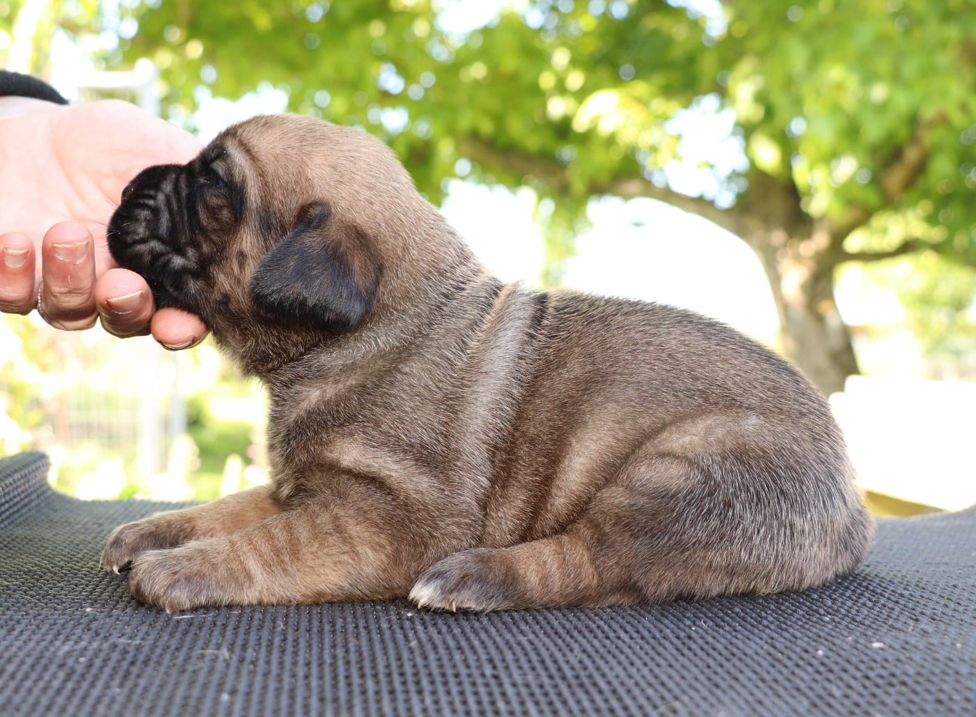 Chiot N°6