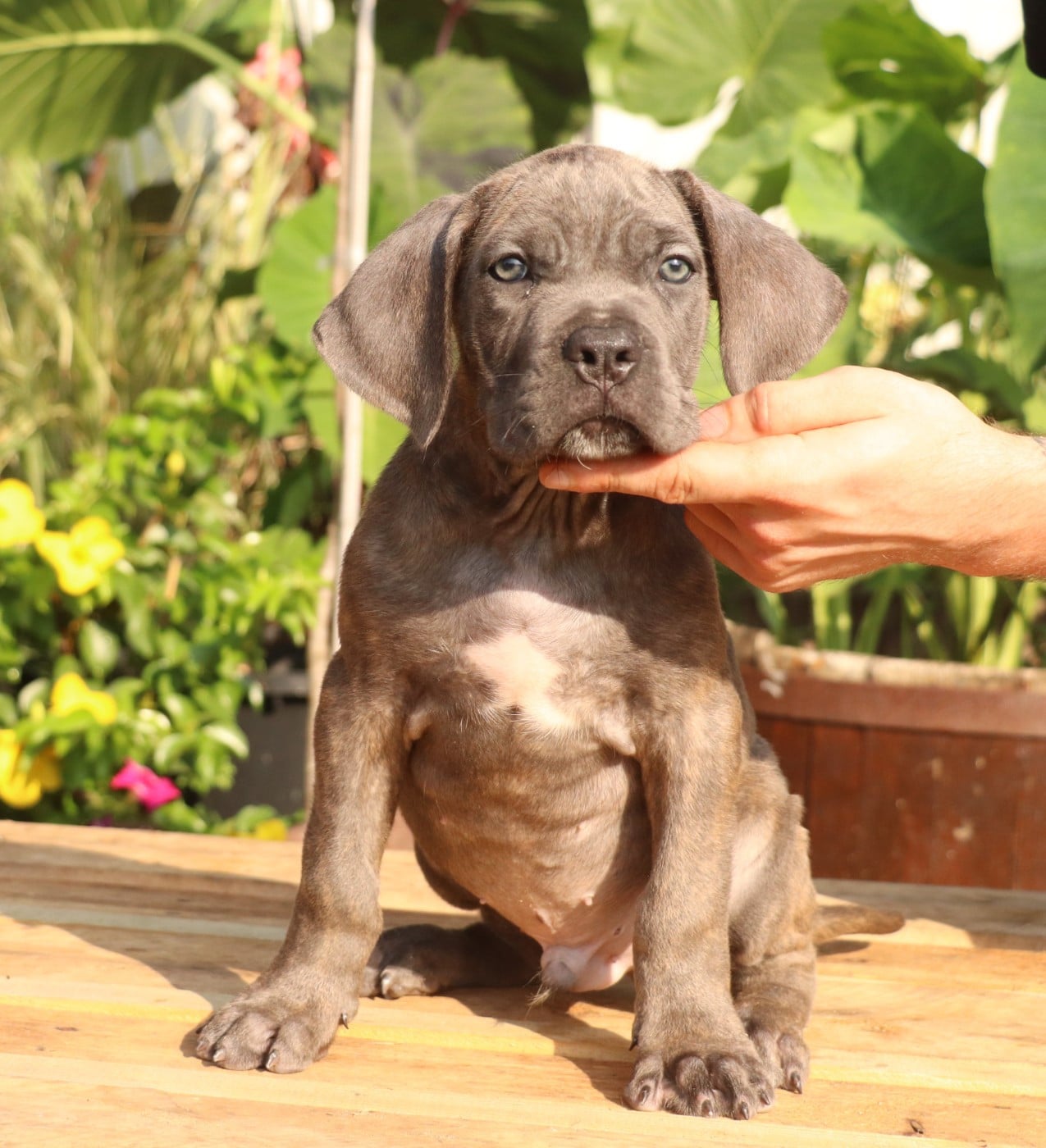 Cane Corso - Du Domaine Des Vents Landais