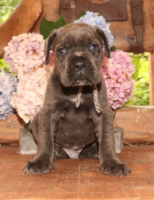 Les chiots de Cane Corso