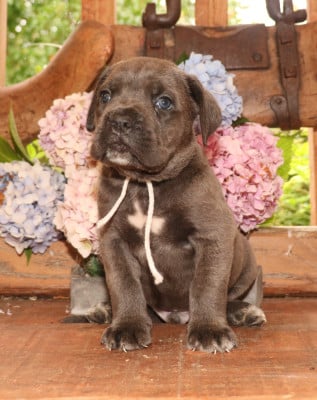 Les chiots de Cane Corso