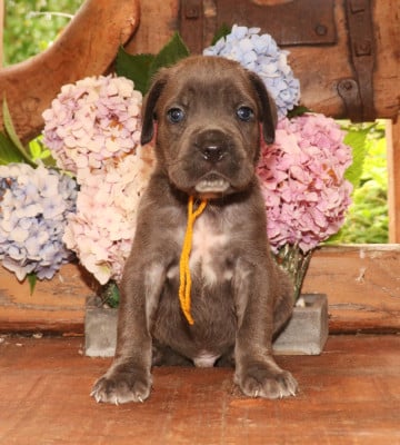 Les chiots de Cane Corso