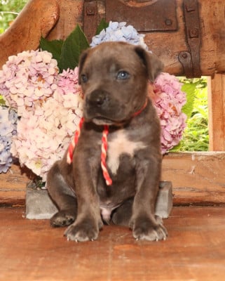 Les chiots de Cane Corso