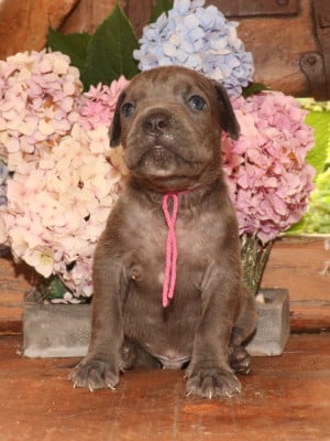 Les chiots de Cane Corso