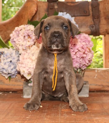 Les chiots de Cane Corso