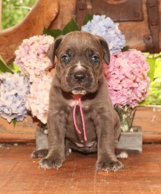 Les chiots de Cane Corso