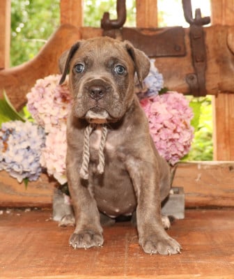 Les chiots de Cane Corso