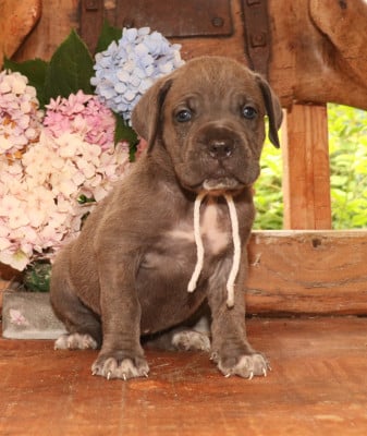 Les chiots de Cane Corso