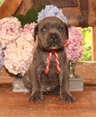 Les chiots de Cane Corso