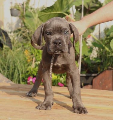 Les chiots de Cane Corso