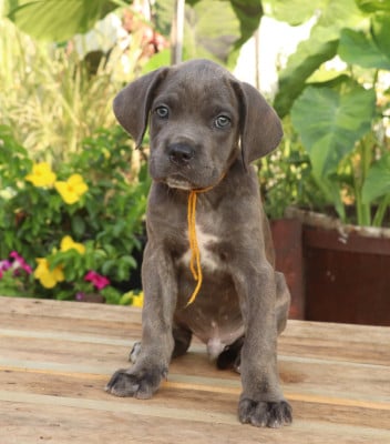 Les chiots de Cane Corso
