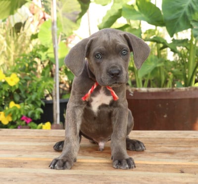 Les chiots de Cane Corso