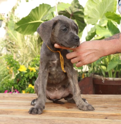Les chiots de Cane Corso