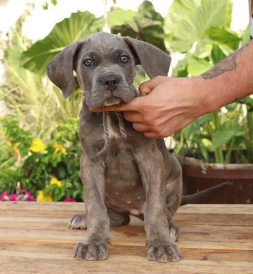 Les chiots de Cane Corso