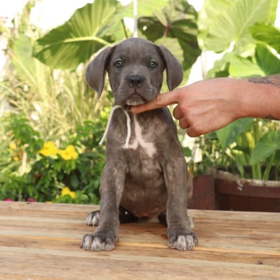 Les chiots de Cane Corso
