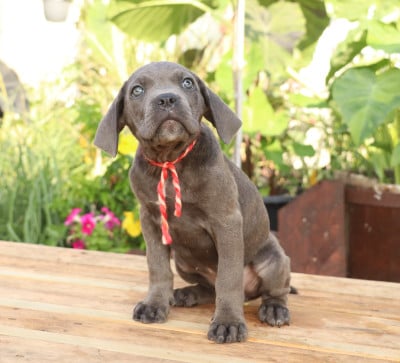 Les chiots de Cane Corso