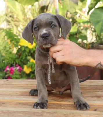 Les chiots de Cane Corso