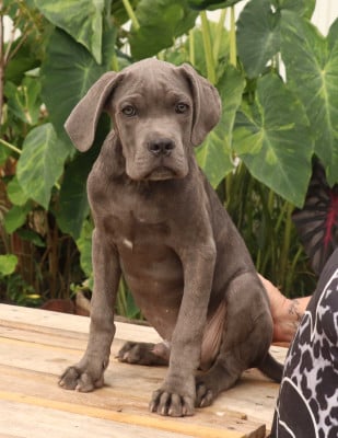 Les chiots de Cane Corso