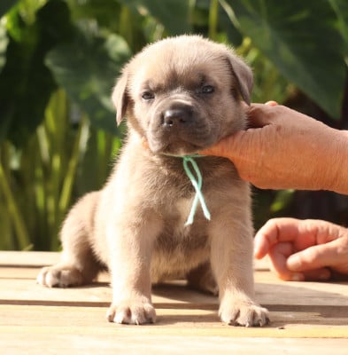 Froment collier vert - Cane Corso