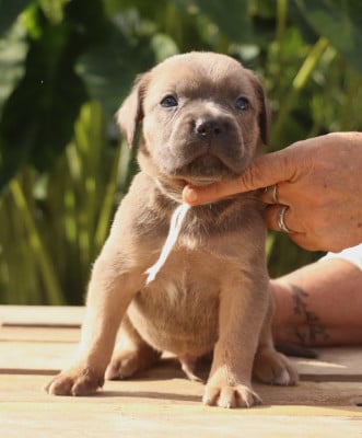 Froment collier blanc - Cane Corso