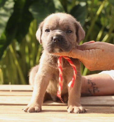 Froment collier bariolet - Cane Corso