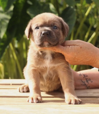 Froment sans collier - Cane Corso