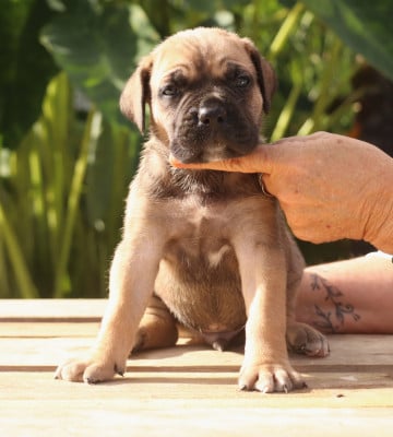 Fauve rouge - Cane Corso