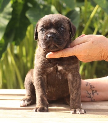 noire bringée sans collier - Cane Corso