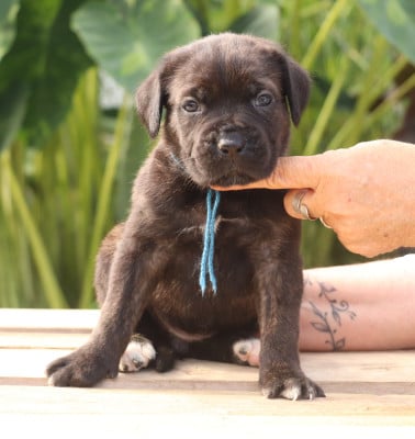 Noire bringée collier bleu - Cane Corso
