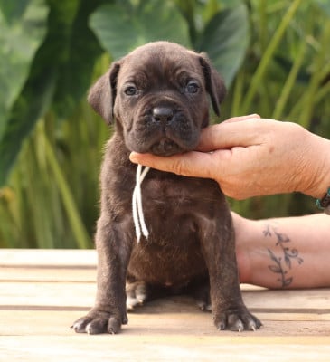 Noire bringée collier blanc - Cane Corso