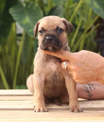 Fauve rouge - Cane Corso