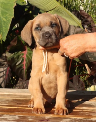 Les chiots de Cane Corso