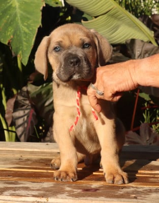 Les chiots de Cane Corso