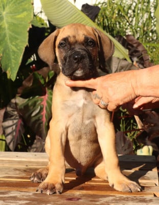 Les chiots de Cane Corso