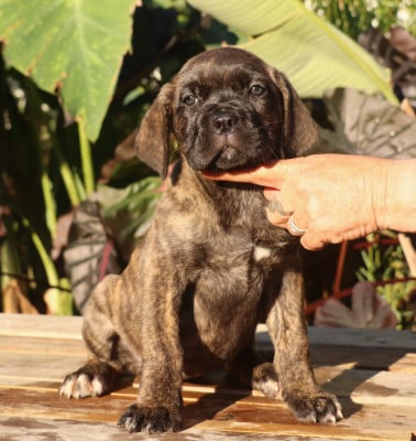 Les chiots de Cane Corso