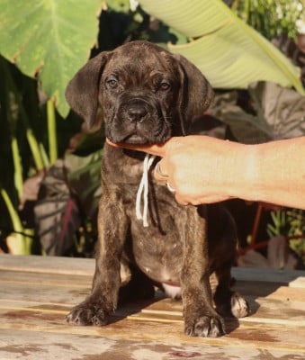 Les chiots de Cane Corso