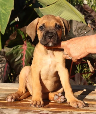Les chiots de Cane Corso