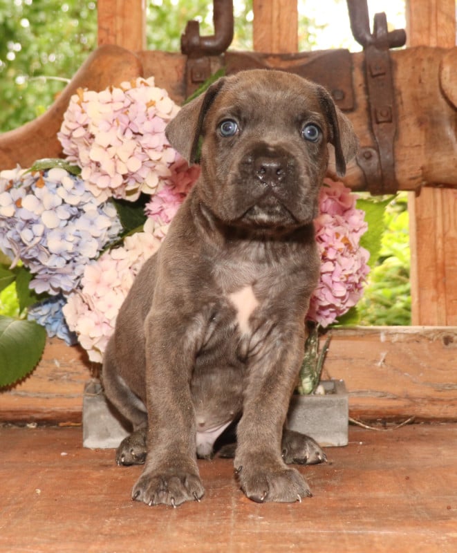 Cane Corso - Du Domaine Des Vents Landais