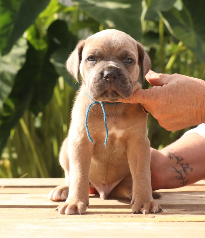 Cane Corso - Du Domaine Des Vents Landais