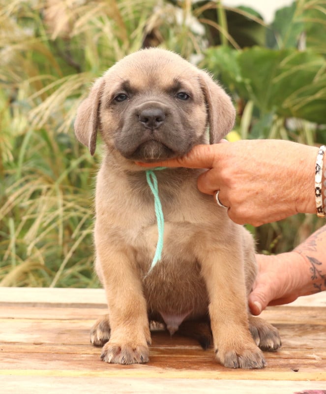 Cane Corso - Du Domaine Des Vents Landais