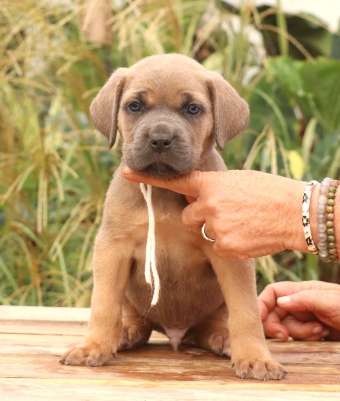 Cane Corso - Du Domaine Des Vents Landais