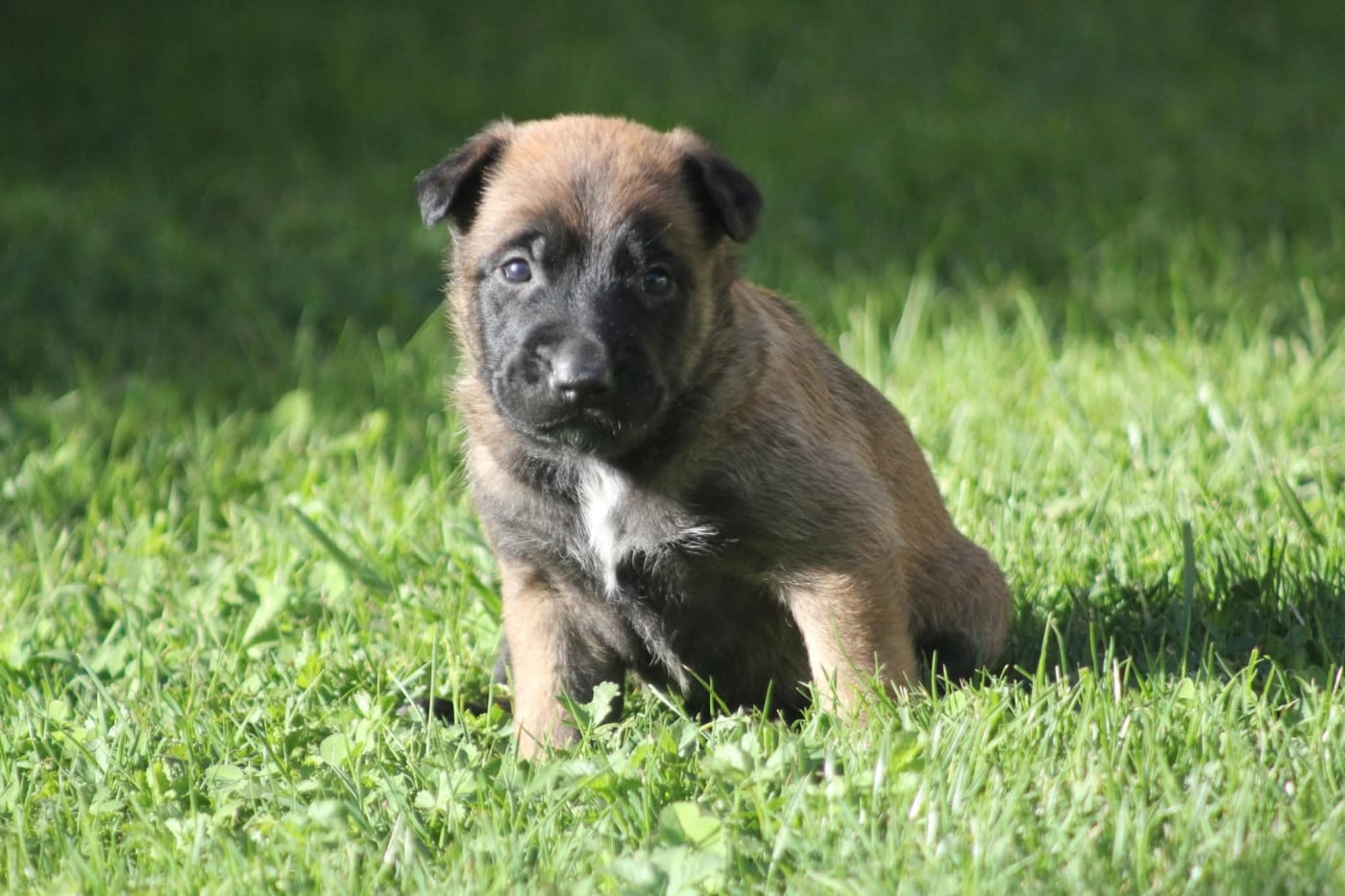 CHIOT 5 - Berger Belge