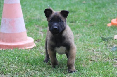 Les chiots de Berger Belge