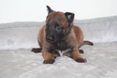 Les chiots de Berger Belge