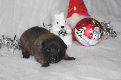 Les chiots de Berger Belge